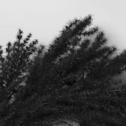 Halloween Grass Wreath Black - Threshold™ -Decor House GUEST 135f1d1a 30c8 47a4 b104 5579e433304c