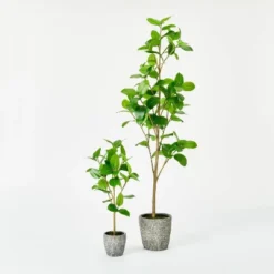 Banyan Tree Potted - Threshold™ Designed With Studio McGee -Decor House GUEST 15cd2526 7a74 4a08 9fe1 2d0826607ef4