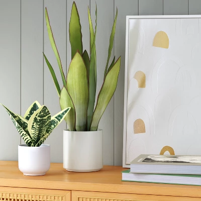 Large Artificial Snake Plant - Threshold™: 21" Faux Flora In Stoneware Pot For Indoor Decor 3 Large Artificial Snake Plant - Threshold™: 21" Faux Flora In Stoneware Pot For Indoor Decor
