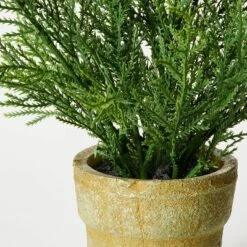 Small Potted Cyprus - Threshold™ Designed With Studio McGee -Decor House GUEST 54096500 37dc 4b77 a920 a283c8e88bb1