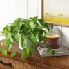14" X 28" Artificial Pothos Plant In Pot - Threshold™ -Decor House GUEST 57699ef2 589a 4b55 b694 a6da246d0821
