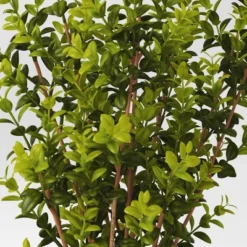 Artificial Medium Boxwood In Terracotta Pot Green - Threshold™ Designed With Studio McGee -Decor House GUEST cd024108 79f0 4a64 8204 1bb7fe0ec329