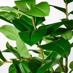 Ficus Tree - Threshold™ Designed With Studio McGee 6 Ficus Tree - Threshold™ Designed With Studio McGee -Decor House GUEST fa4f56b9 95d8 493c 9134 19867f2bf964